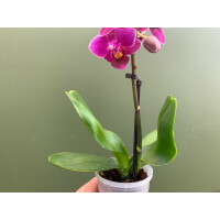 Phalaenopsis Orchidee Babyplant