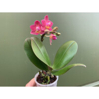 Phalaenopsis Orchidee Babyplant