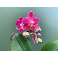 Phalaenopsis Orchidee Babyplant