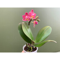 Phalaenopsis Orchidee Babyplant