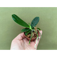 Phalaenopsis Orchidee Babyplant