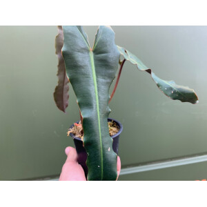 Philodendron billitaei x atabapoense