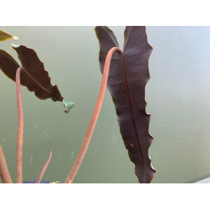 Philodendron billitaei x atabapoense