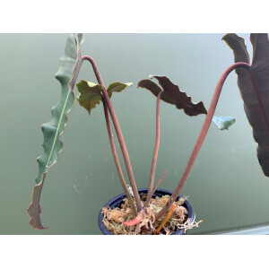 Philodendron billitaei x atabapoense