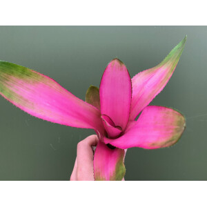 Neoregelia donna