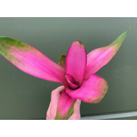 Neoregelia donna