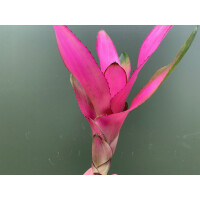 Neoregelia donna