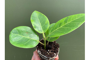 Ficus Variegated Golden Babyplant