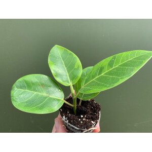 Ficus Variegated Golden Babyplant