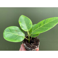 Ficus Variegated Golden Babyplant