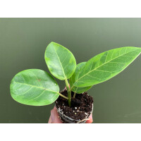 Ficus Variegated Golden Babyplant