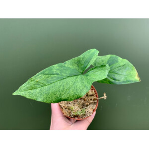 Syngonium podophyllum Mottled Arrowhead
