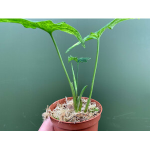 Syngonium podophyllum Mottled Arrowhead