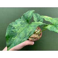 Syngonium podophyllum Mottled Arrowhead