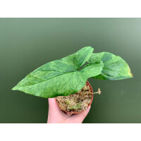 Syngonium podophyllum Mottled Arrowhead