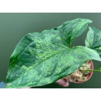 Syngonium podophyllum Mottled Arrowhead