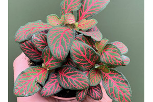 Fittonia albivenis - Mosaikpflanze rot Babyplant