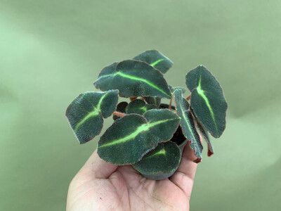 Begonia listada Babyplant