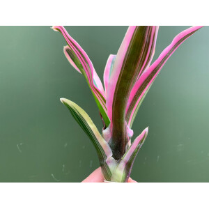 Neoregelia pink striped