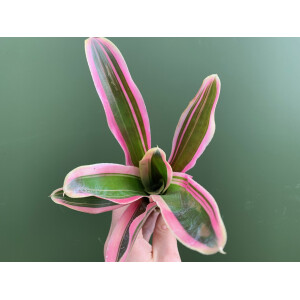 Neoregelia pink striped