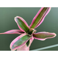 Neoregelia pink striped