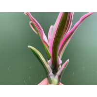 Neoregelia pink striped