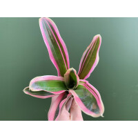 Neoregelia pink striped