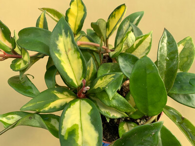 Hoya carnosa Tricolor