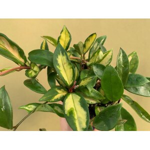 Hoya carnosa Tricolor
