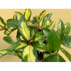 Hoya carnosa Tricolor
