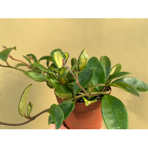 Hoya carnosa Tricolor