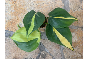 Philodendron scandens Brasil Babyplant