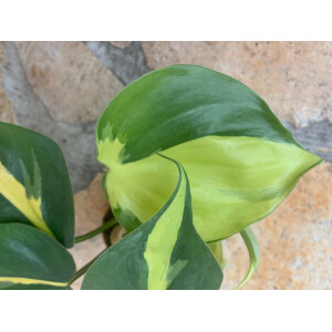 Philodendron scandens Brasil Babyplant