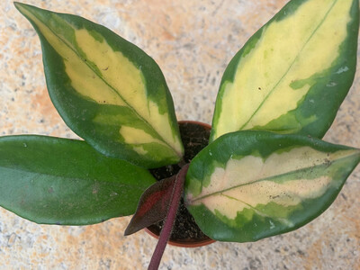 Hoya carnosa tricolor Babyplant