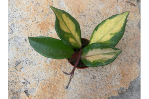 Hoya carnosa tricolor Babyplant