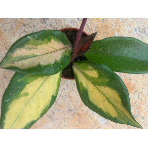 Hoya carnosa tricolor Babyplant