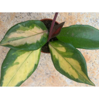 Hoya carnosa tricolor Babyplant