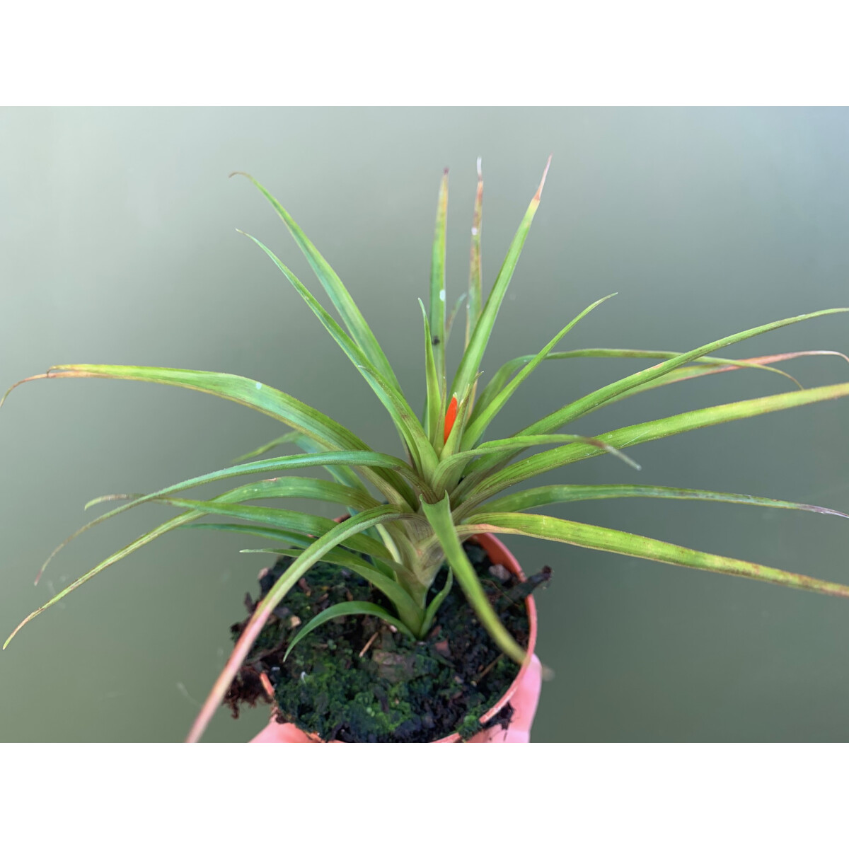 Guzmania angustifolia box