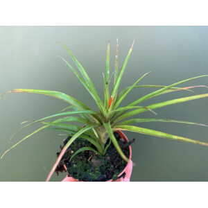 Guzmania angustifolia