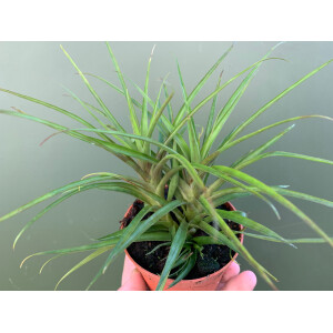 Guzmania angustifolia