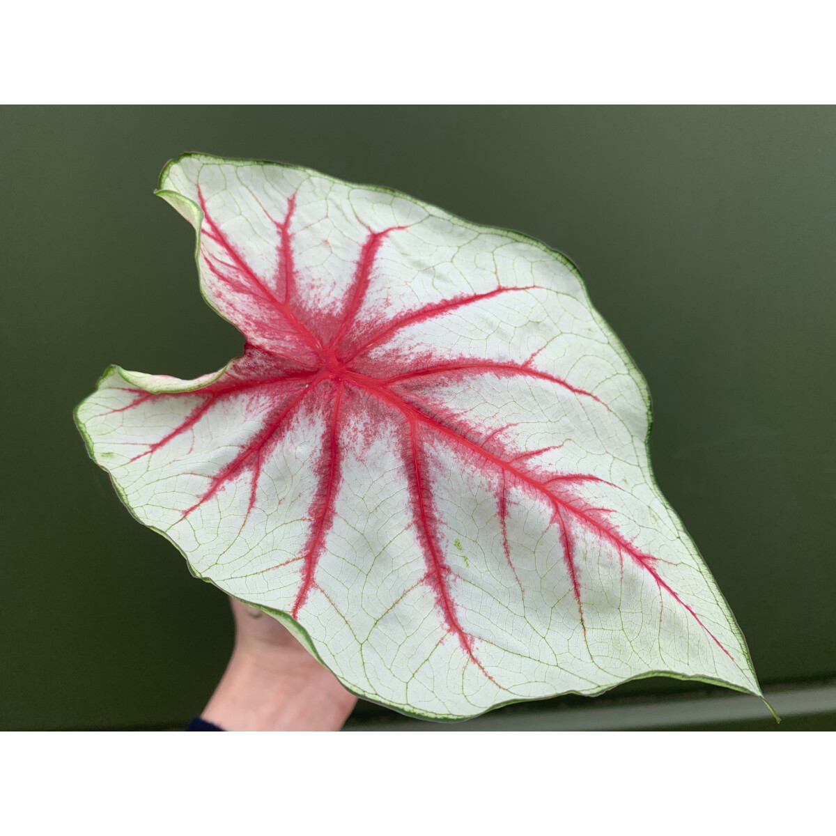 Caladium white Queen