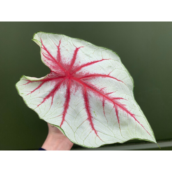 Caladium white Queen