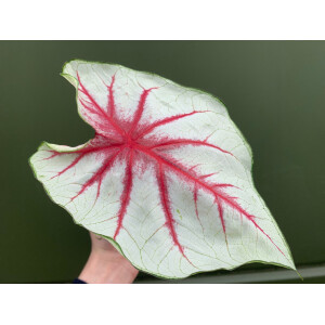 Caladium white Queen