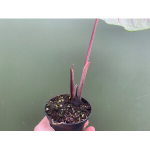 Caladium white Queen