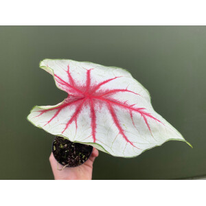 Caladium white Queen