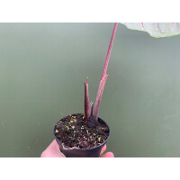 Caladium white Queen