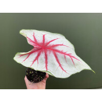 Caladium white Queen