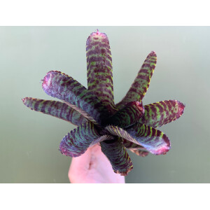 Neoregelia ampullacea purple stripe