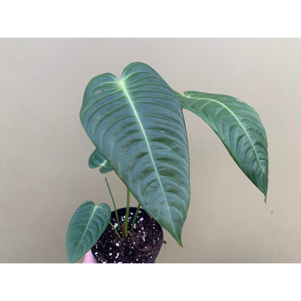 Anthurium veitchii L Super Narrow
