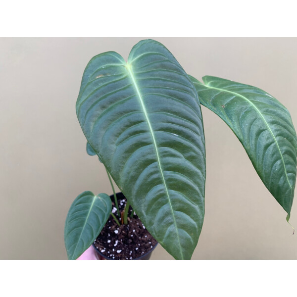 anthurium-veitchii-l-super-